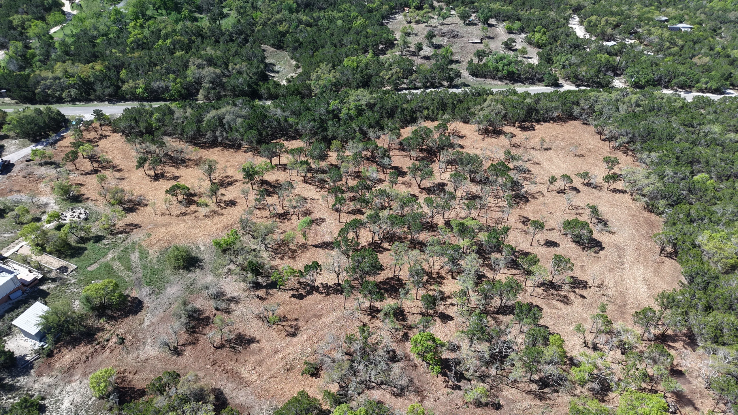 Cedar Removal And Mulching